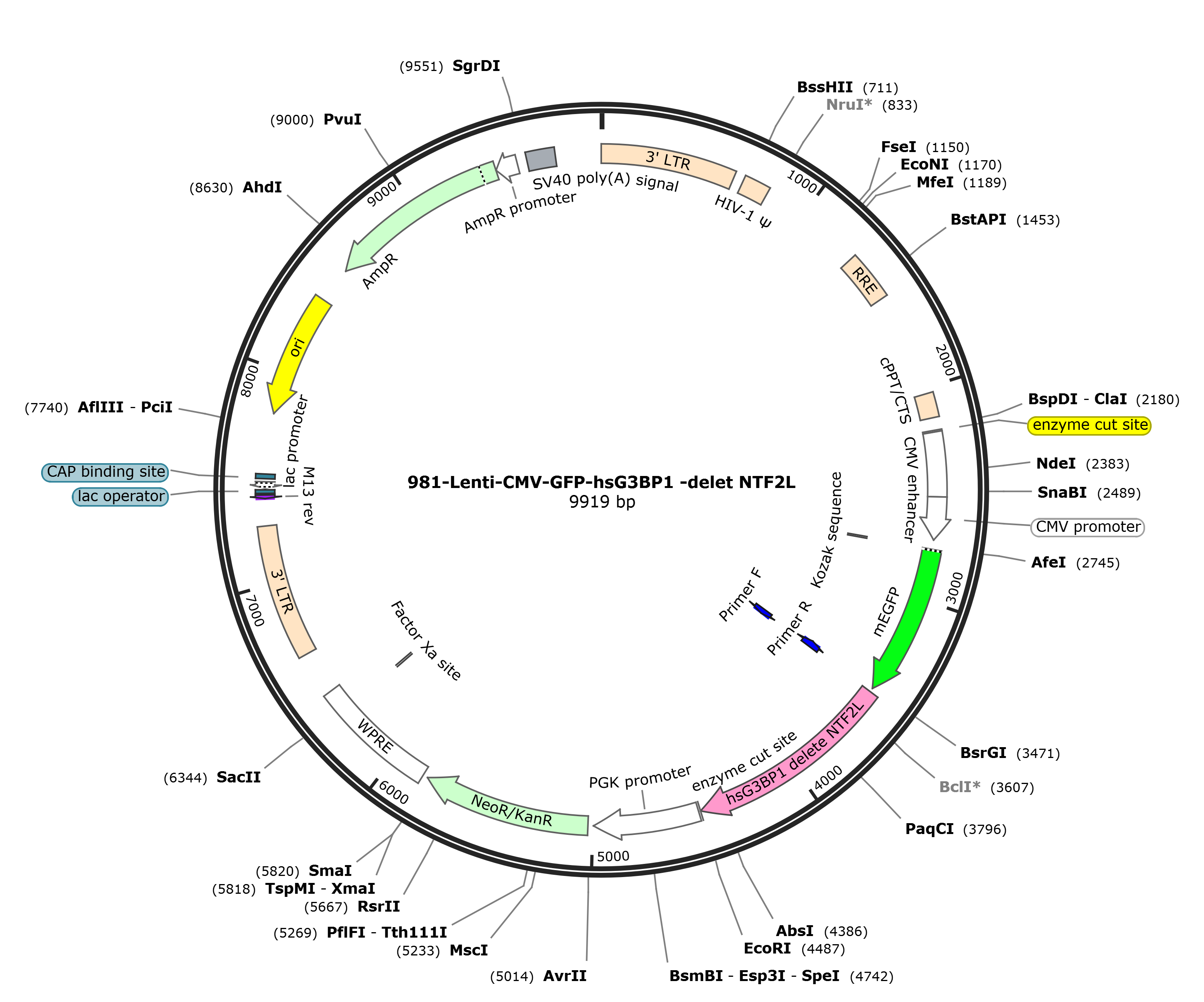 Lenti-mEGFP-hsG3BP1 delet NTF2L载体图谱.png